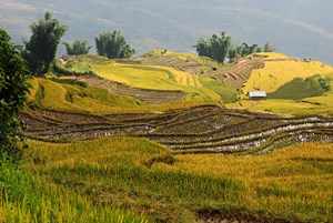 Paysages spectaculaires des rizières en terrasse du Nord