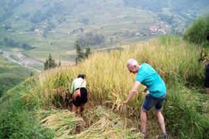 Participation à la récolte de riz