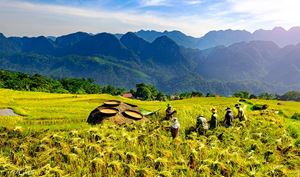 Récolte du riz à Pu Luong
