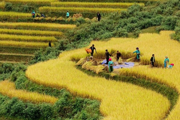 Récolte de riz