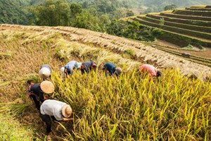 Récolte sur les rizières en terrasse