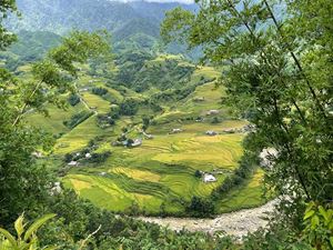 Les rizières en terrasse à Sapa