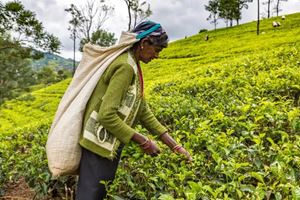 En route vers les collines de thé à Bandarawela