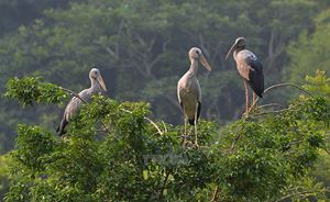 Les oiseaux à la vallée d'oiseaux à Ninh Binh 