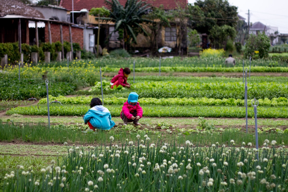 Excursion village Tra Que Hoi An – cours de cuisine Hoi An 1 journée