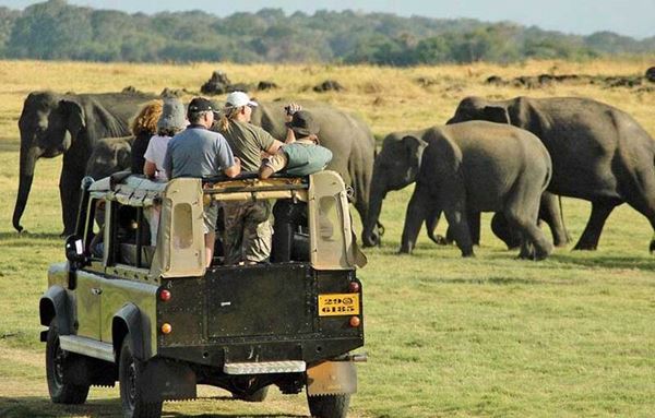 Safari en jeep dans le parc national de Minneriya